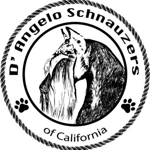 dangelo logo lastv black