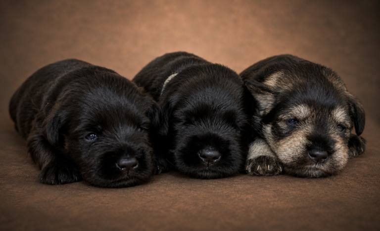 mini puppies